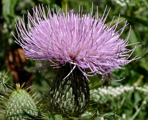 {Cirsium discolor}